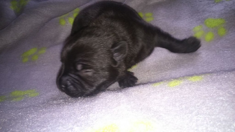 Florence Nesta - Staffordshire Bull Terrier - Portée née le 03/11/2014