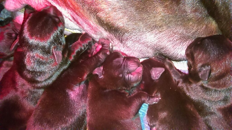 Florence Nesta - Staffordshire Bull Terrier - Portée née le 07/04/2014