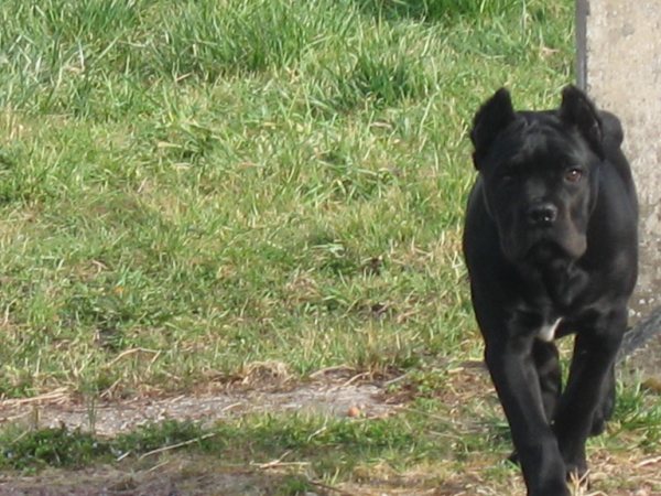 Enzo (Sans Affixe)
