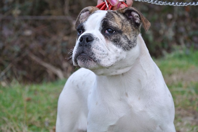 old english bulldog       Chivas du domaine de couroules